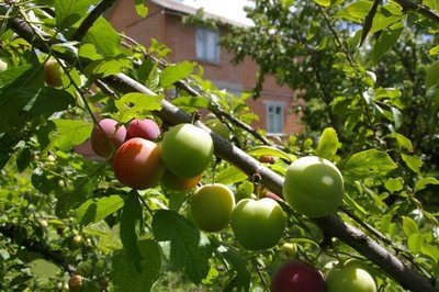 Участок 2 га. в сказочно красивом месте.ст.Старокорсункорсункая.г.Краснодар.Краснодарский край.