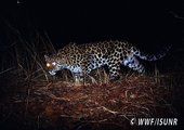 В поисках оленей дальневосточный леопард забрел на территорию Владивостока