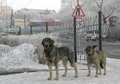 Владивосток - в сказочном убранстве