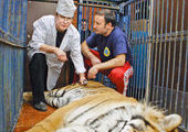 Молодая тигрица, спасенная из капкана в Приморье, погибла от заражения