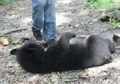Убийство медвежонка полицейскими в Находке вызвало бурю возмущения