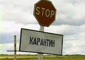 В Приморье уничтожено более 13 тысяч свиней