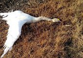 В Приморье охотник убил лебедя
