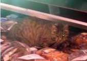 В аэропорту Владивостока в витрину с рыбными деликатесами забрался кот