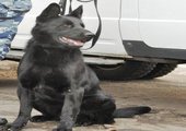 Во Владивостоке полицейская собака помогла найти героин во время обычной проверки документов