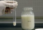 В Приморье производят «мертвое» молоко