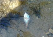 В Уссури в районе Лесозаводска всё чаще появляется мёртвая рыба