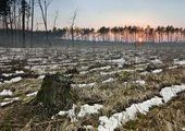 Массовая рубка леса идет в будущем нацпарке "Земля леопарда" в Приморье